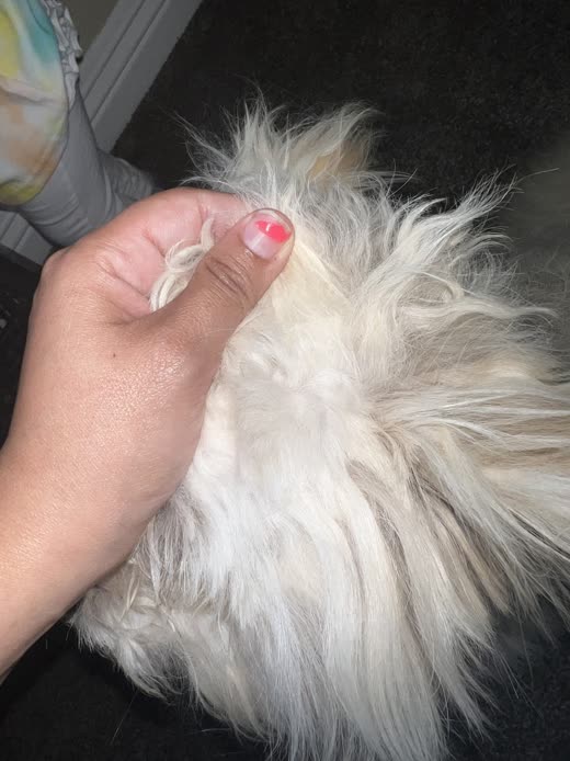 A groomer's hand lifts a long matted tuft of white fur on a dog's leg before de-matting