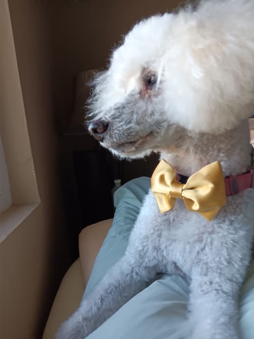 A freshly groomed white poodle-type dog with a yellow satin bow tie sits on a pale blue blanket by a window