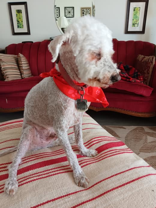 A freshly clipped white dog in a red bandana sits on a striped rug in front of a red sofa