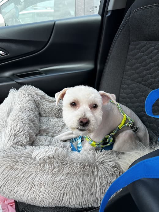 A groomed white dog in a green-and-blue harness sits in a grey fluffy bed on a car seat
